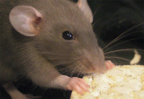 Rodents Pest Control Brisbane