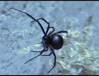 Spider Pest Control Brisbane