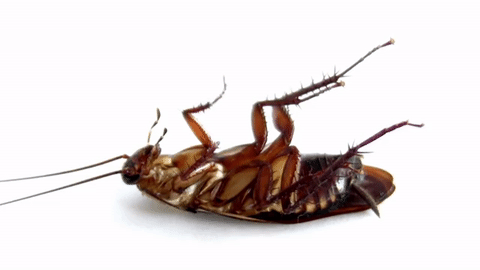 Cockroaches Pest Control Brisbane