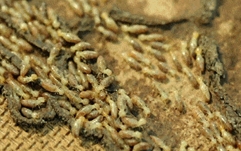 Termites Pest Control Brisbane
