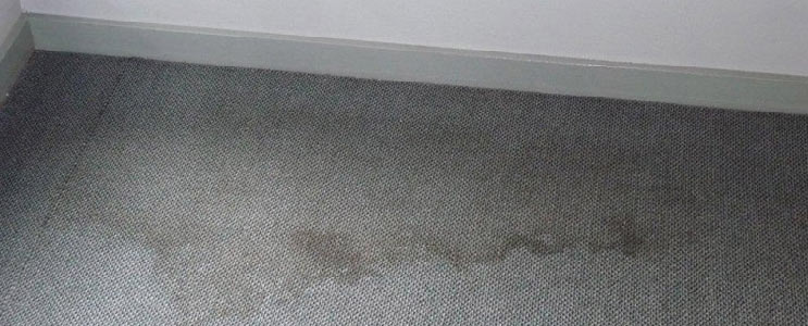 Carpet Mould Removal Parramatta