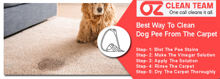 Dog Pee stain Removal From Carpet
